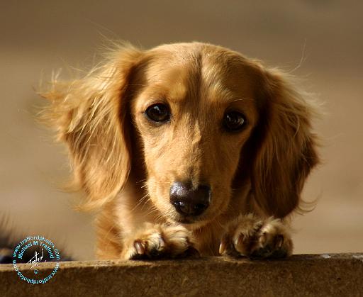 Dachshund 9L007D-15.JPG
